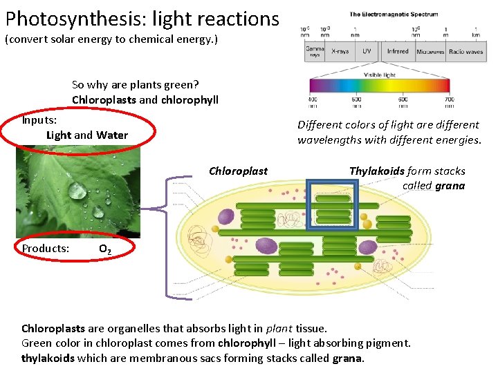 Photosynthesis: light reactions (convert solar energy to chemical energy. ) So why are plants