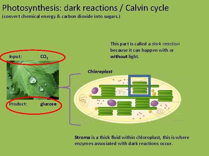 Photosynthesis: dark reactions / Calvin cycle (convert chemical energy & carbon dioxide into sugars.