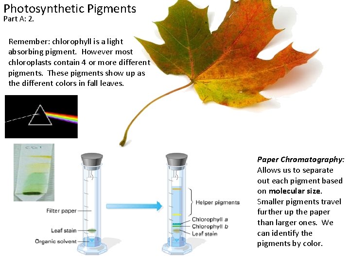 Photosynthetic Pigments Part A: 2. Remember: chlorophyll is a light absorbing pigment. However most