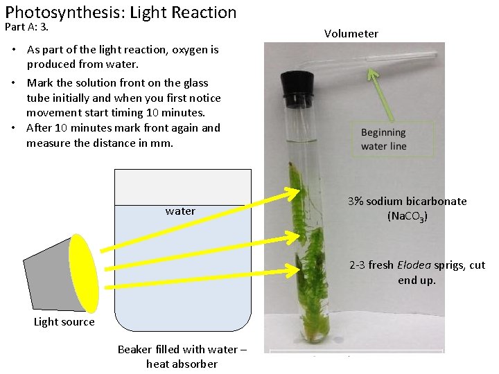 Photosynthesis: Light Reaction Part A: 3. Volumeter • As part of the light reaction,