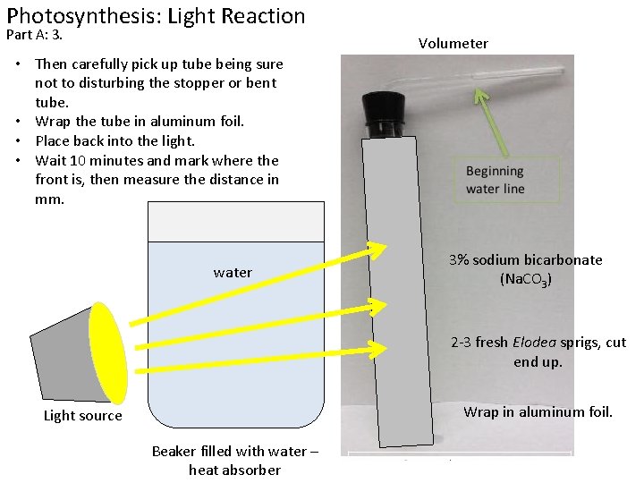 Photosynthesis: Light Reaction Part A: 3. Volumeter • Then carefully pick up tube being