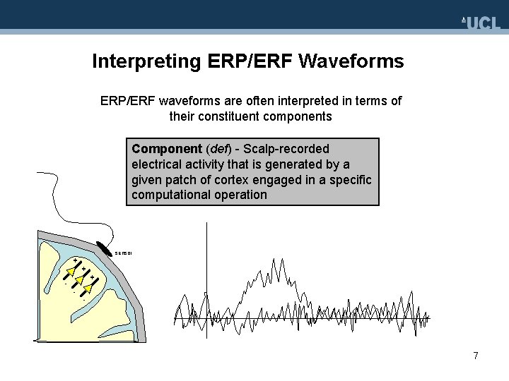 Interpreting ERP/ERF Waveforms ERP/ERF waveforms are often interpreted in terms of their constituent components
