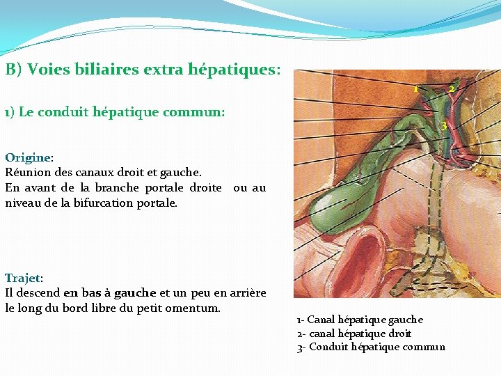 B) Voies biliaires extra hépatiques: 1 1) Le conduit hépatique commun: 2 3 Origine: