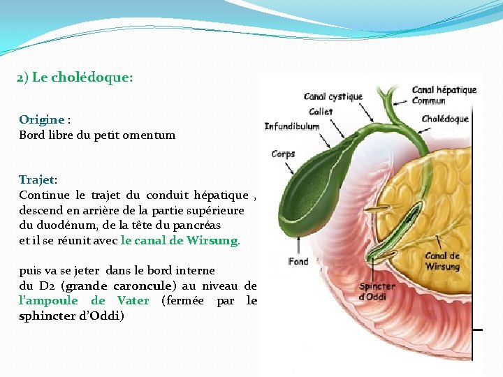 2) Le cholédoque: Origine : Bord libre du petit omentum Trajet: Continue le trajet