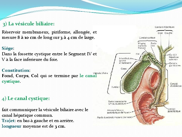 3) La vésicule biliaire: Réservoir membraneux, piriforme, allongée, et mesure 8 à 10 cm