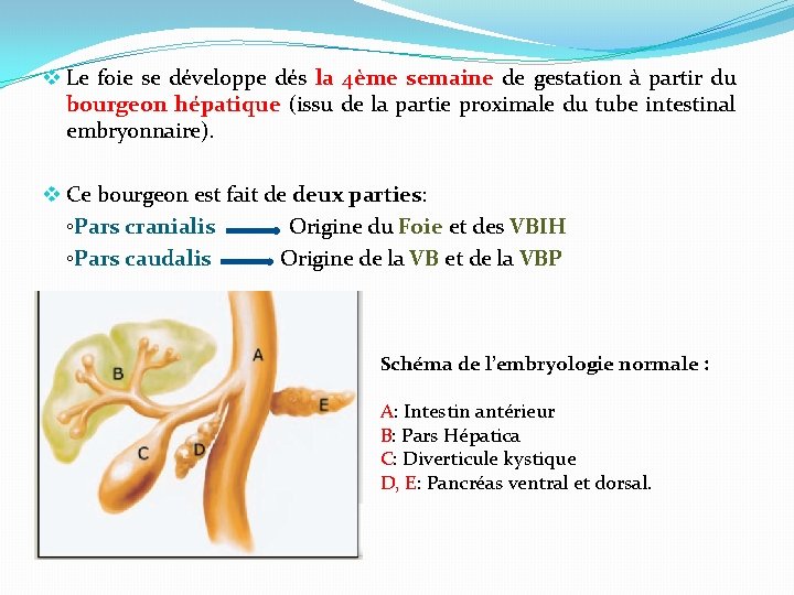 v Le foie se développe dés la 4ème semaine de gestation à partir du