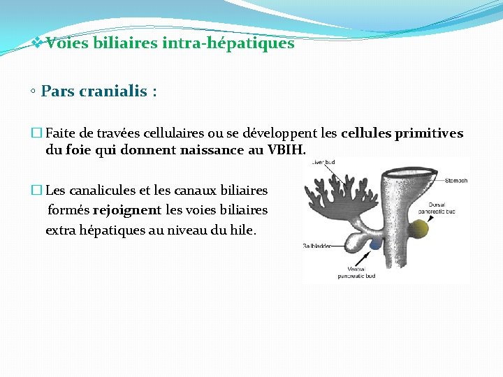 v Voies biliaires intra-hépatiques ◦ Pars cranialis : � Faite de travées cellulaires ou