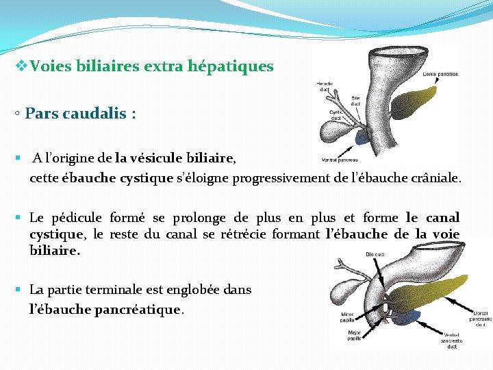 v Voies biliaires extra hépatiques ◦ Pars caudalis : § A l’origine de la