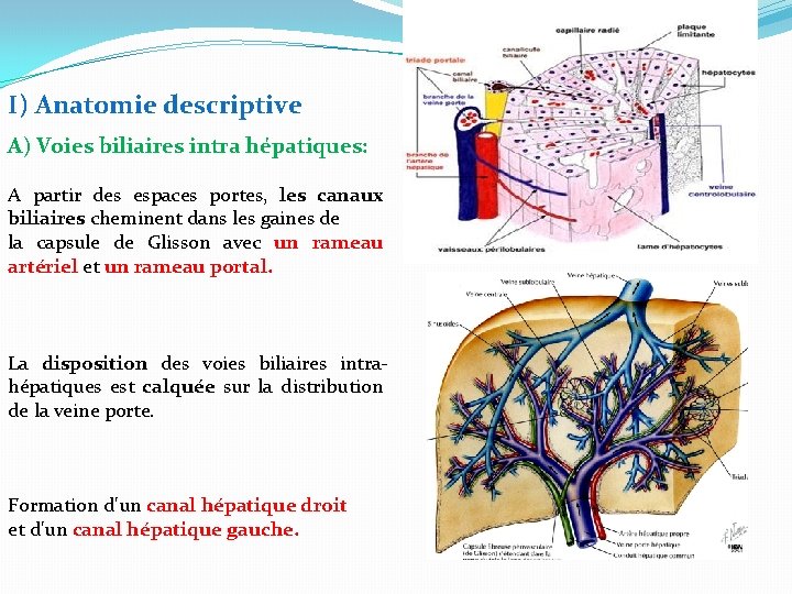 I) Anatomie descriptive A) Voies biliaires intra hépatiques: A partir des espaces portes, les