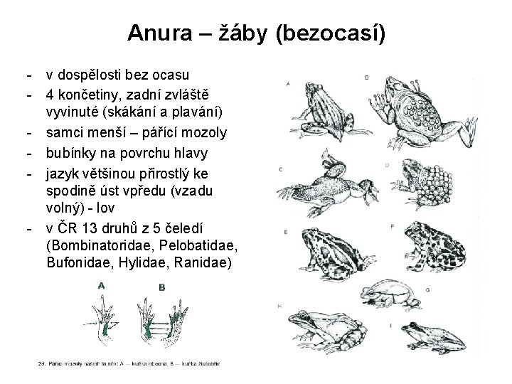 Anura – žáby (bezocasí) - v dospělosti bez ocasu - 4 končetiny, zadní zvláště