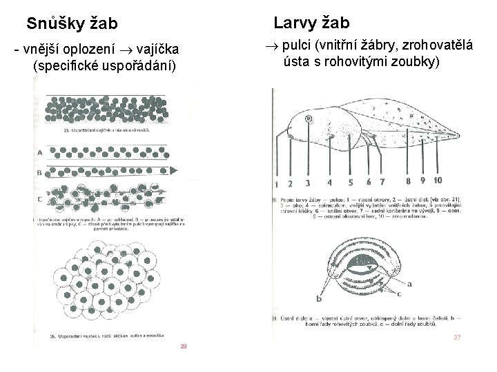 Snůšky žab - vnější oplození vajíčka (specifické uspořádání) Larvy žab pulci (vnitřní žábry, zrohovatělá