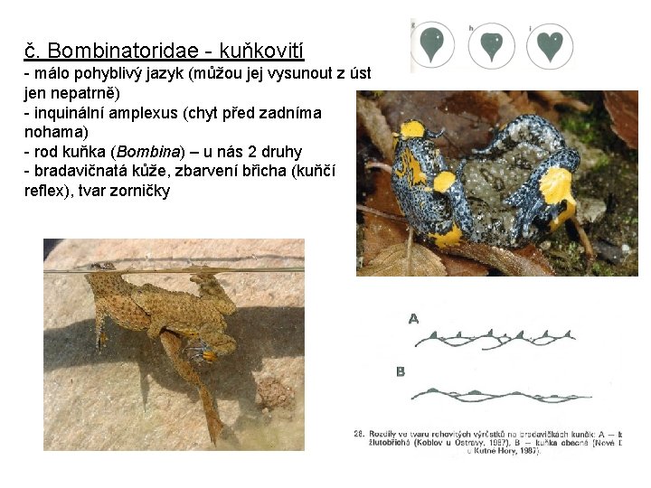 č. Bombinatoridae - kuňkovití - málo pohyblivý jazyk (můžou jej vysunout z úst jen