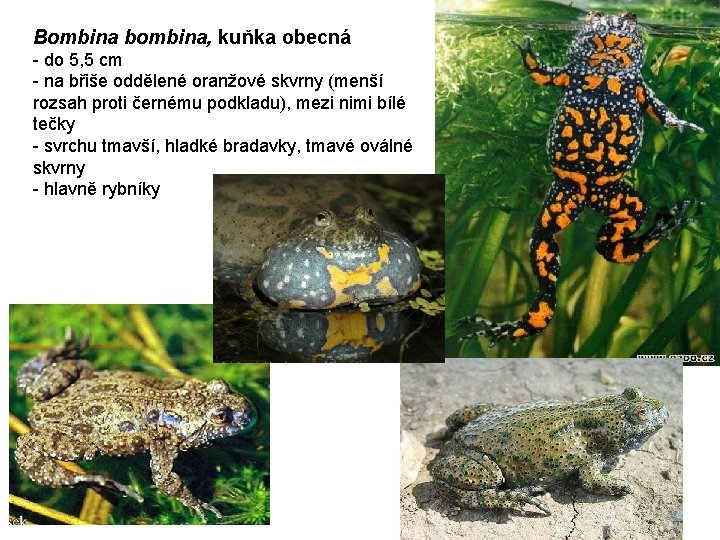 Bombina bombina, kuňka obecná - do 5, 5 cm - na břiše oddělené oranžové