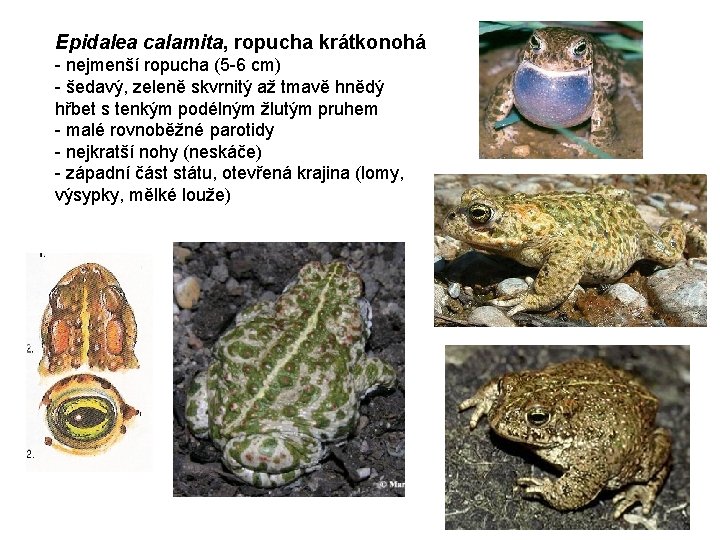 Epidalea calamita, ropucha krátkonohá - nejmenší ropucha (5 -6 cm) - šedavý, zeleně skvrnitý