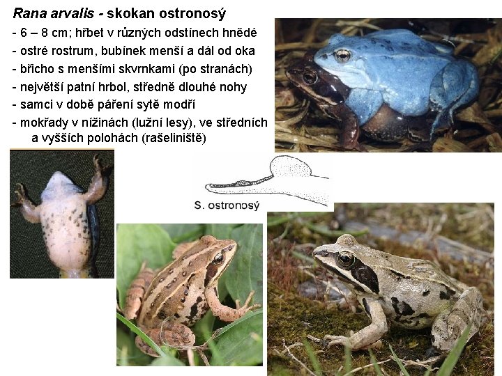 Rana arvalis - skokan ostronosý - 6 – 8 cm; hřbet v různých odstínech