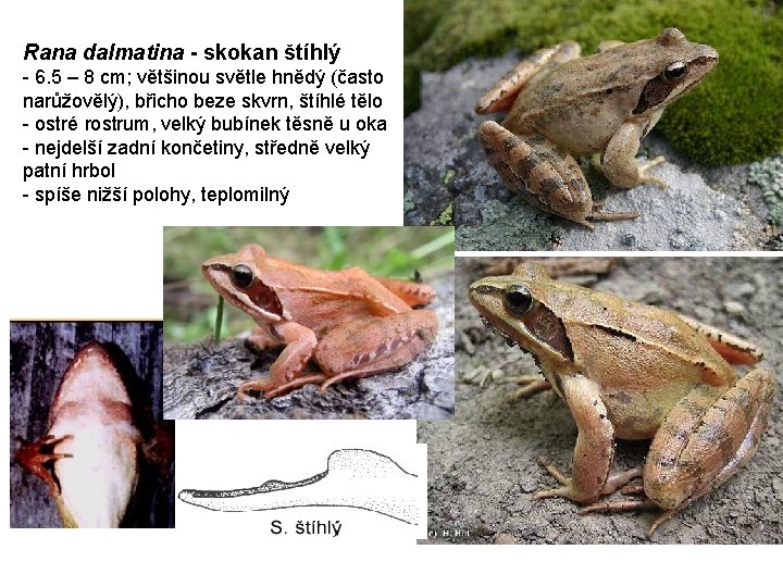 Rana dalmatina - skokan štíhlý - 6. 5 – 8 cm; většinou světle hnědý