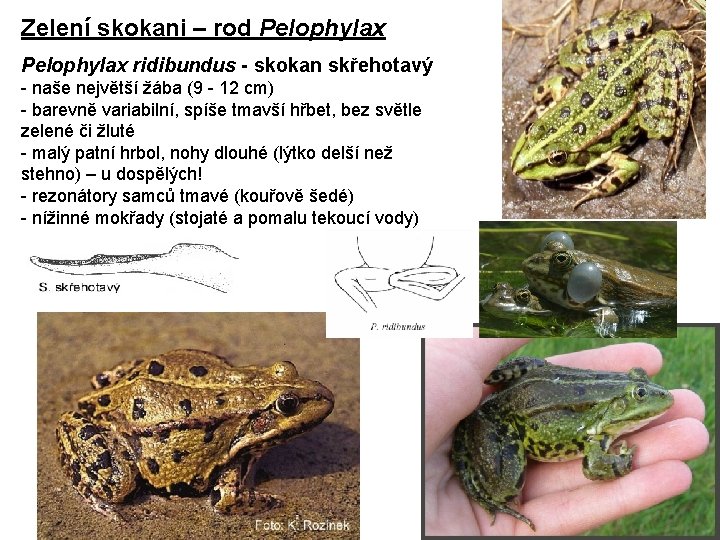 Zelení skokani – rod Pelophylax ridibundus - skokan skřehotavý - naše největší žába (9