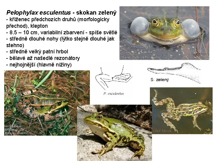 Pelophylax esculentus - skokan zelený - kříženec předchozích druhů (morfologicky přechod), klepton - 8.