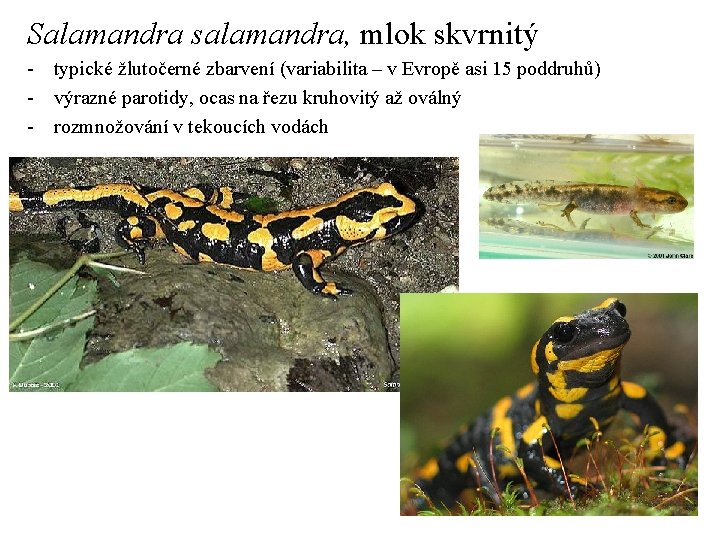 Salamandra salamandra, mlok skvrnitý - typické žlutočerné zbarvení (variabilita – v Evropě asi 15