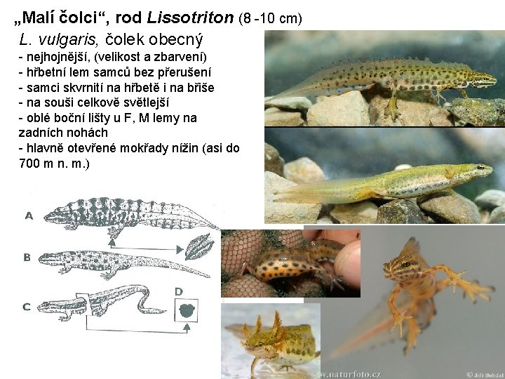 „Malí čolci“, rod Lissotriton (8 -10 cm) L. vulgaris, čolek obecný - nejhojnější, (velikost