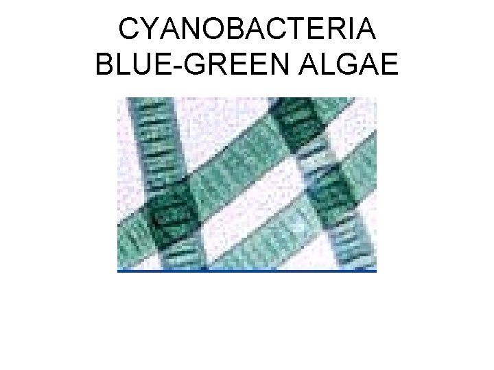 CYANOBACTERIA BLUE-GREEN ALGAE 