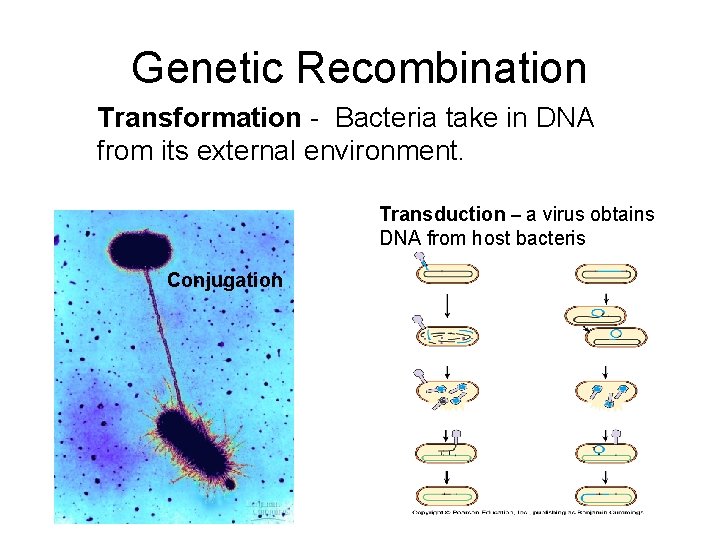 Genetic Recombination Transformation - Bacteria take in DNA from its external environment. Transduction –