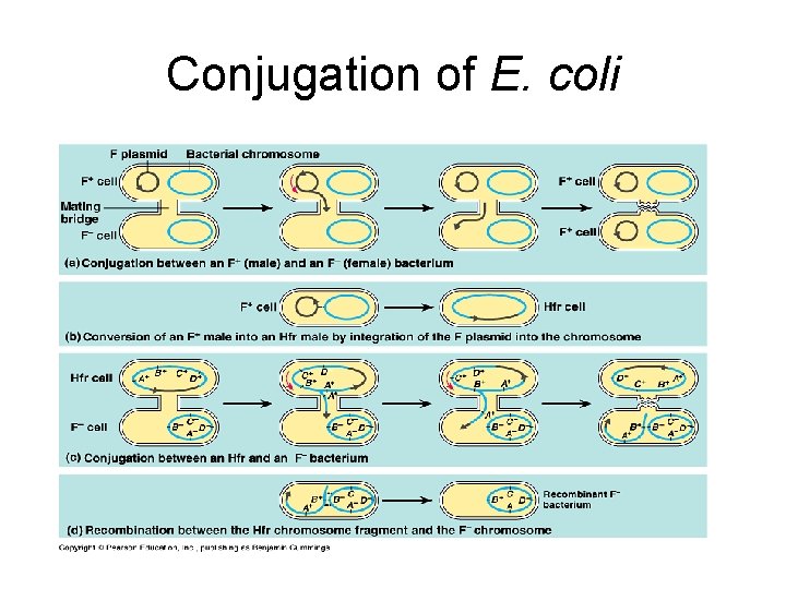Conjugation of E. coli 