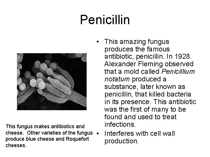 Penicillin This fungus makes antibiotics and cheese. Other varieties of the fungus produce blue