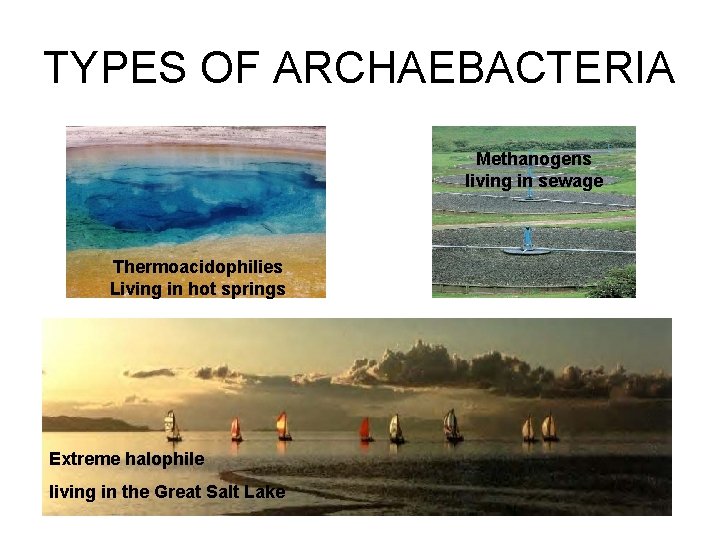 TYPES OF ARCHAEBACTERIA Methanogens living in sewage Thermoacidophilies Living in hot springs Extreme halophile