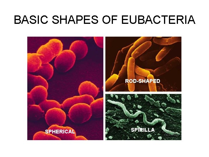 BASIC SHAPES OF EUBACTERIA ROD-SHAPED SPHERICAL SPIRILLA 