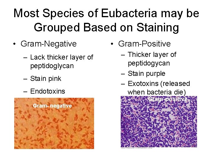 Most Species of Eubacteria may be Grouped Based on Staining • Gram-Negative – Lack