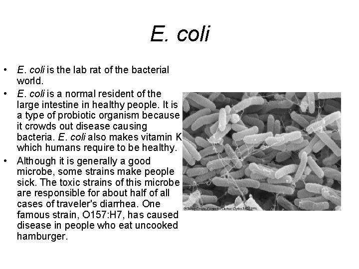 E. coli • E. coli is the lab rat of the bacterial world. •