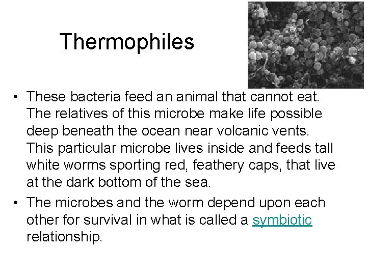 Thermophiles • These bacteria feed an animal that cannot eat. The relatives of this