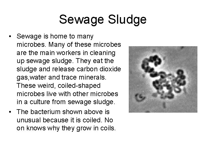 Sewage Sludge • Sewage is home to many microbes. Many of these microbes are