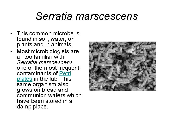 Serratia marscescens • This common microbe is found in soil, water, on plants and