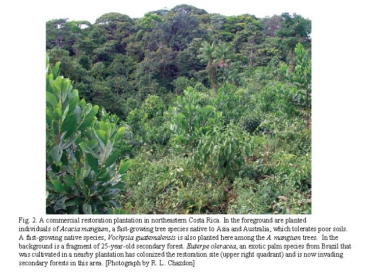 Fig. 2. A commercial restoration plantation in northeastern Costa Rica. In the foreground are