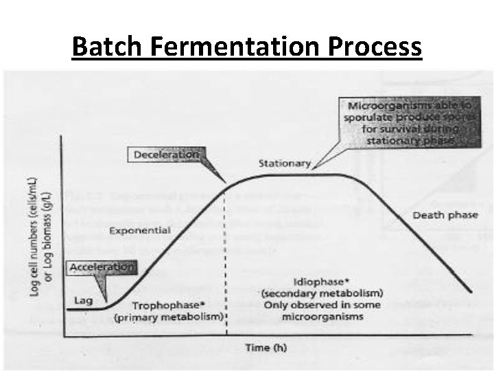 Batch Fermentation Process 