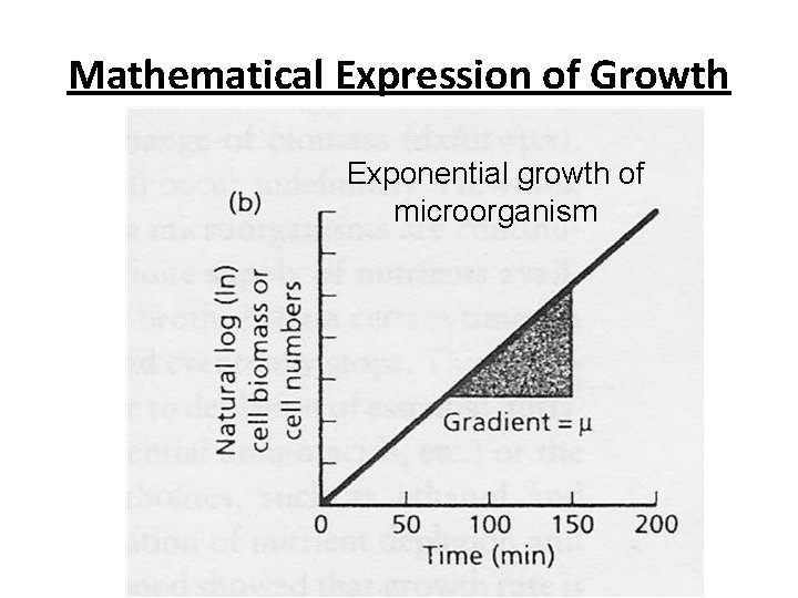 Mathematical Expression of Growth Exponential growth of microorganism 