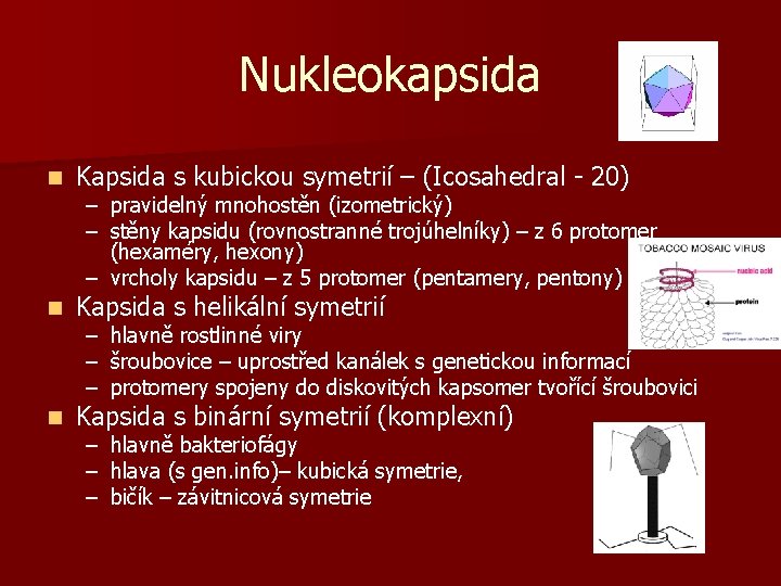 Nukleokapsida n Kapsida s kubickou symetrií – (Icosahedral - 20) n Kapsida s helikální