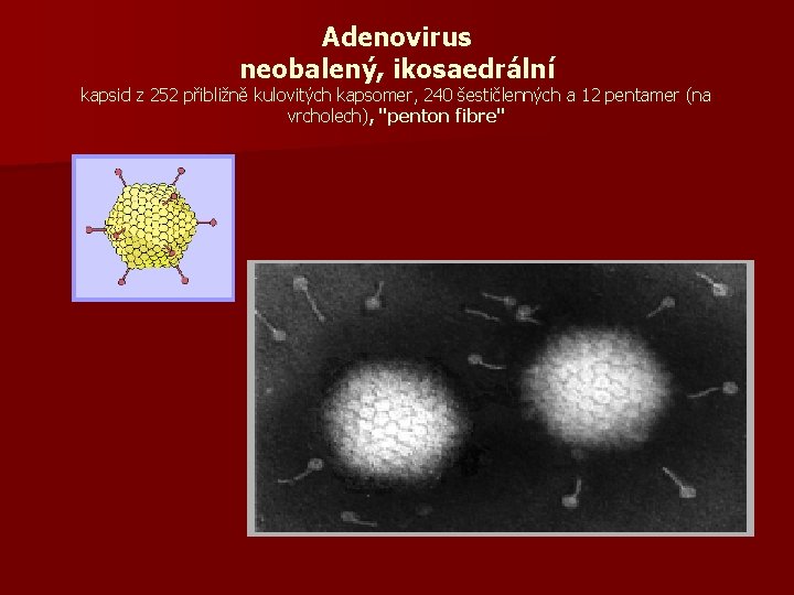 Adenovirus neobalený, ikosaedrální kapsid z 252 přibližně kulovitých kapsomer, 240 šestičlenných a 12 pentamer