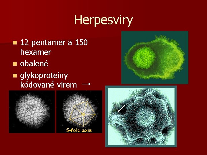 Herpesviry n n n 12 pentamer a 150 hexamer obalené glykoproteiny kódované virem 