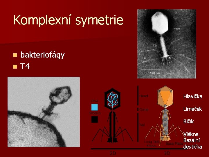 Komplexní symetrie bakteriofágy n T 4 n Hlavička Límeček Bičík Vlákna Bazální destička 
