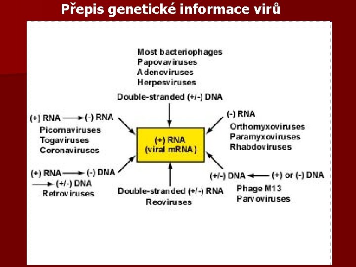 Přepis genetické informace virů 