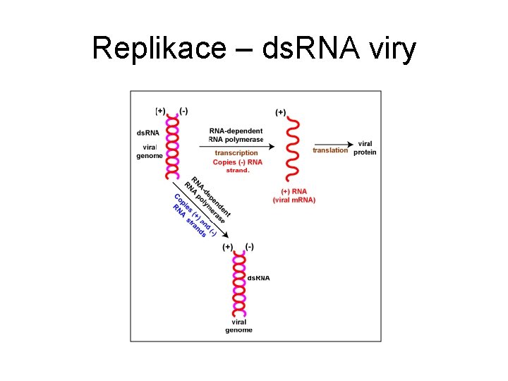 Replikace – ds. RNA viry 