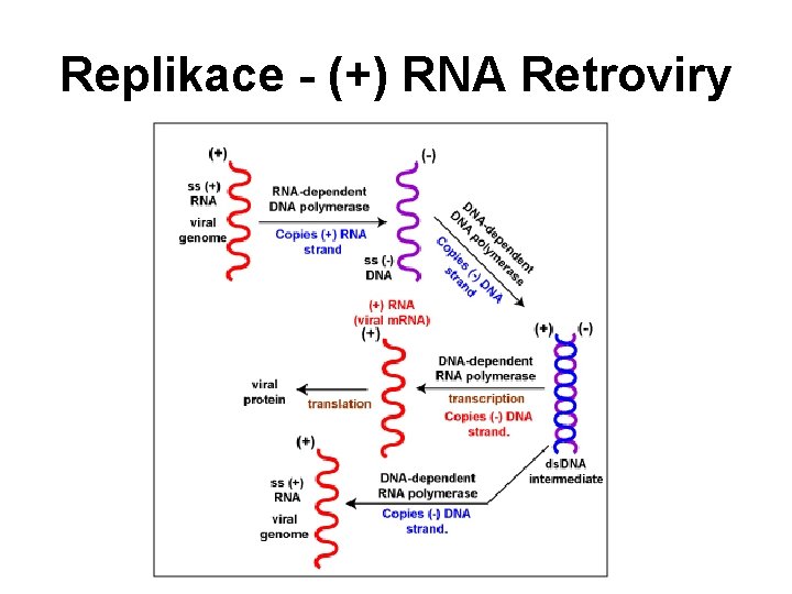 Replikace - (+) RNA Retroviry 