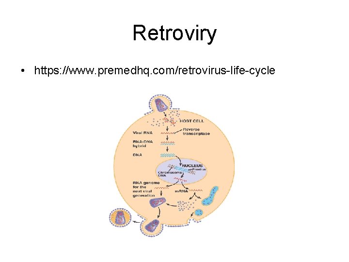 Retroviry • https: //www. premedhq. com/retrovirus-life-cycle 