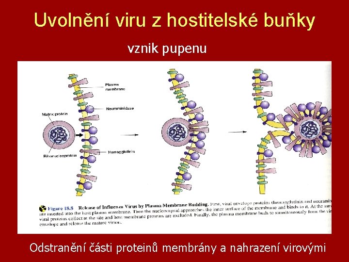 Uvolnění viru z hostitelské buňky vznik pupenu Odstranění části proteinů membrány a nahrazení virovými