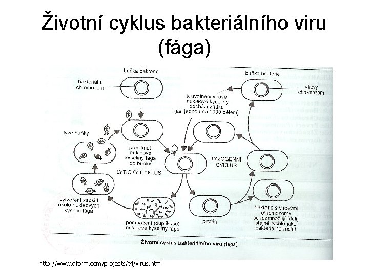 Životní cyklus bakteriálního viru (fága) http: //www. dform. com/projects/t 4/virus. html 