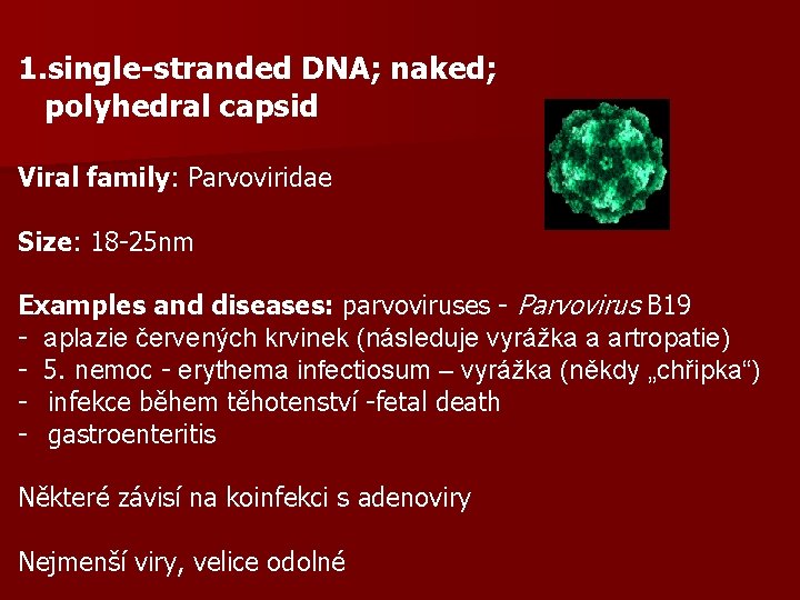 1. single-stranded DNA; naked; polyhedral capsid Viral family: Parvoviridae Size: 18 -25 nm Examples