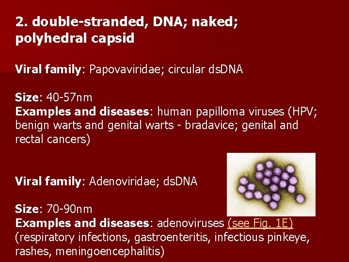 2. double-stranded, DNA; naked; polyhedral capsid Viral family: Papovaviridae; circular ds. DNA Size: 40